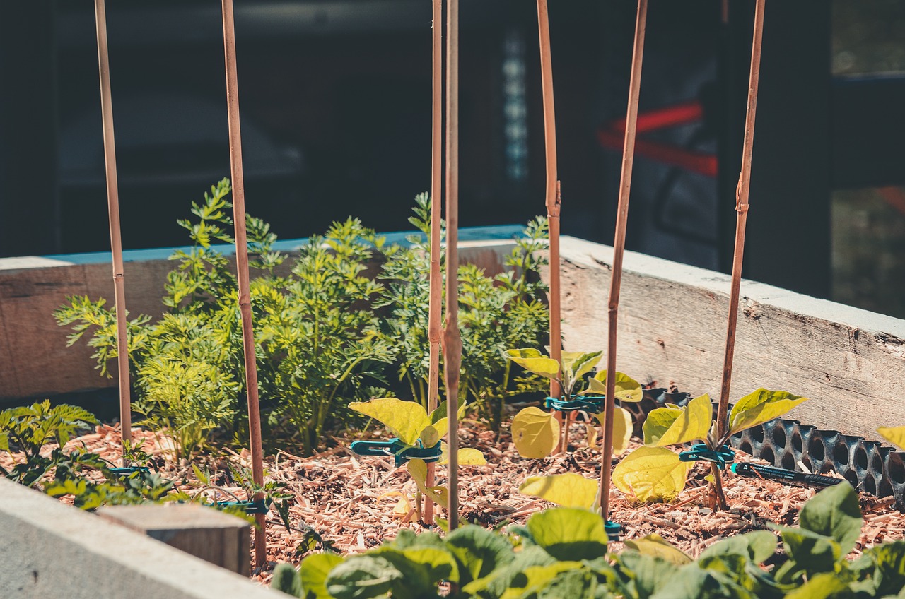 How to Build a Raised Garden Bed: A Beginner’s Guide